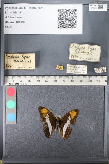 Media type: image;   Entomology 145507